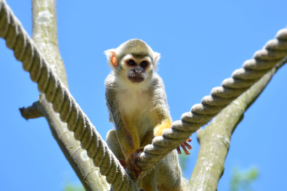 Capuchins monkey herr nilson