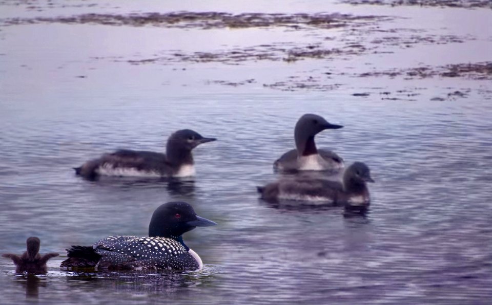 wild loons