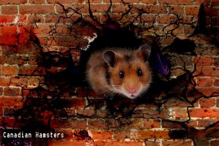 Canadian Hamsters photo