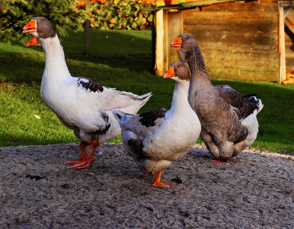 Livestock garden jabbering