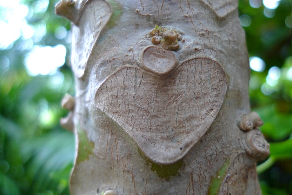 Tree heart tree art