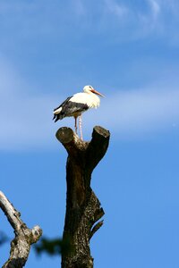 Overview rattle stork sky