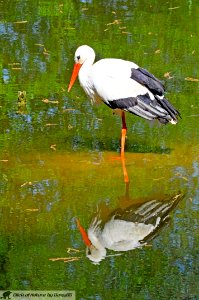 DAM1885 - Cicogna bianca (Ciconia ciconia)