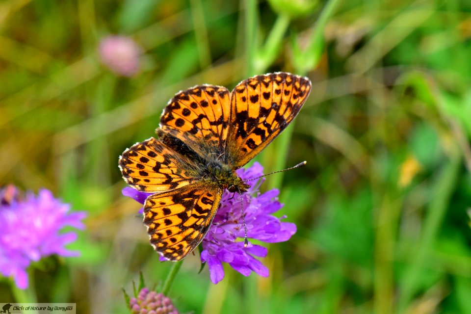 DAM2127 - Boloria titania