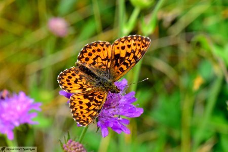 DAM2127 - Boloria titania