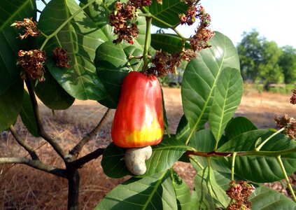 Nut tree crop