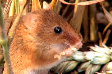 Harvest Mice photo