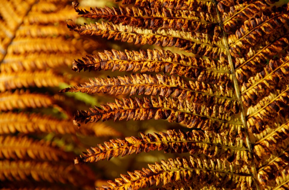 Beautiful brownish close up