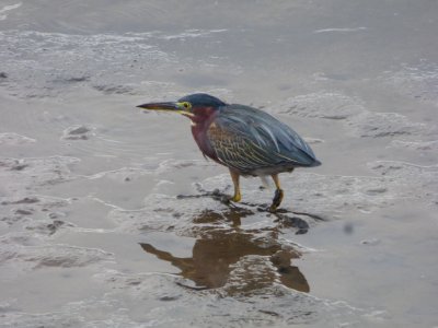Butorides virescens Golfo de Fonseca-Foto por Iselda Vega (2)