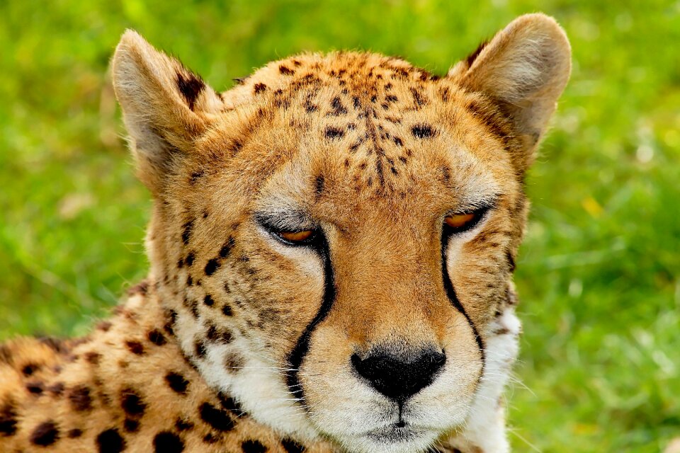 Nature predator animal
