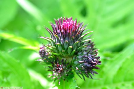 DAM1551 - Cirsium alsophilum