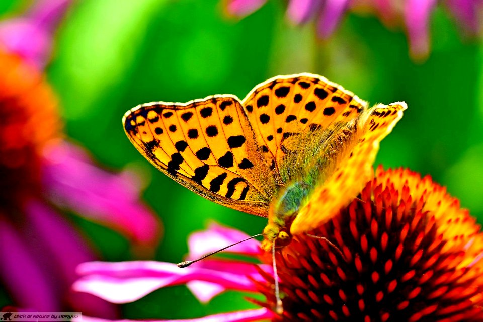 DAM1945 - Argynnis paphia