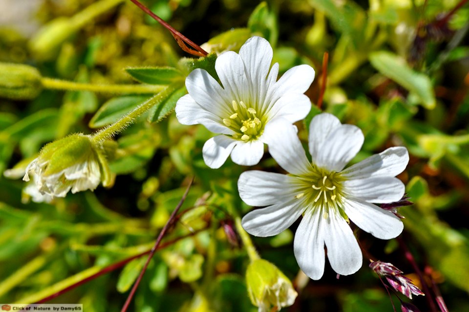 DAM1558 - Cerastium alpinum (Peverina alpina)