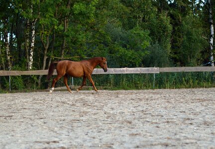 Horse nature freedom