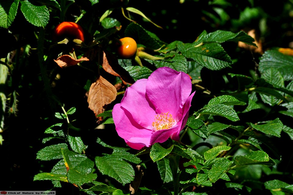 DAM1503 - Rosa canina