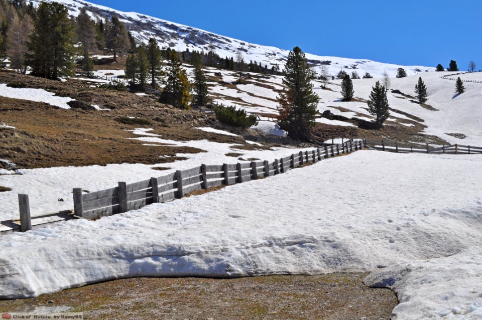 DAM1674 - Dolomiti - Prato Piazza