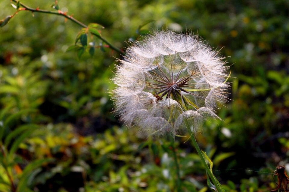 White gold autumn