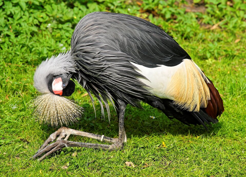 Spring crown south africa grey crowned crane balearica regulorum