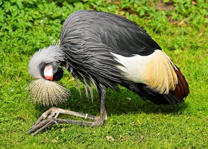 Spring crown south africa grey crowned crane balearica regulorum