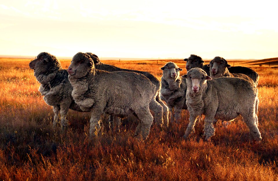merino-sheep-33521802793 31399935ec o halfSizeCompressed
