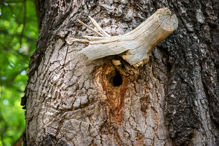 Hole tree bark photo