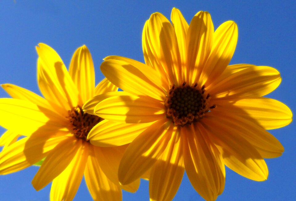 Light yellow flower daisy