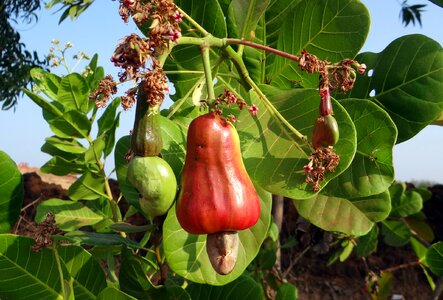 Nut tree crop