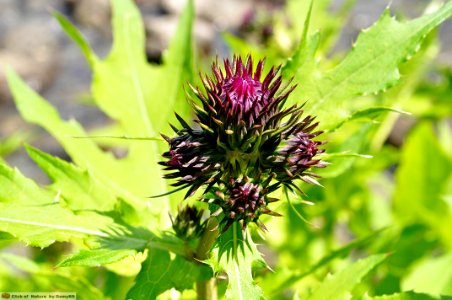 DAM1550 - Cirsium alsophilum