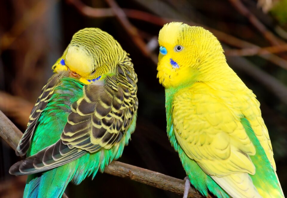 Animal world parakeets pets