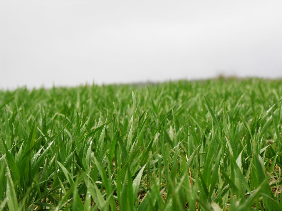 Field green nature