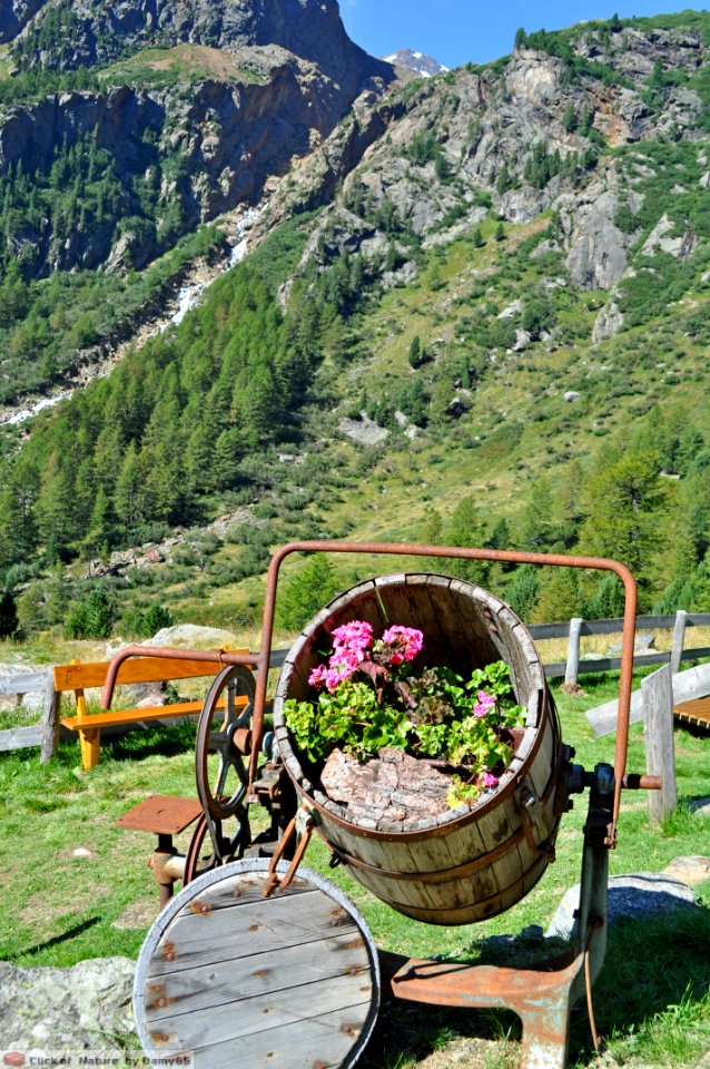 DAM1710 - Fiori in botte