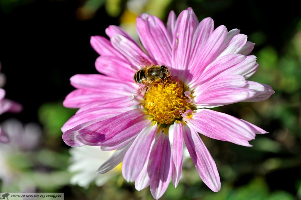 DAM2054 - Insetto e fiore
