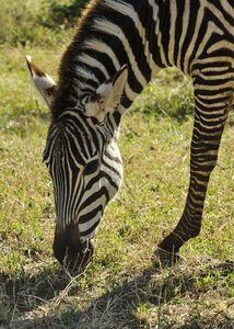 Plains wilderness wildlife