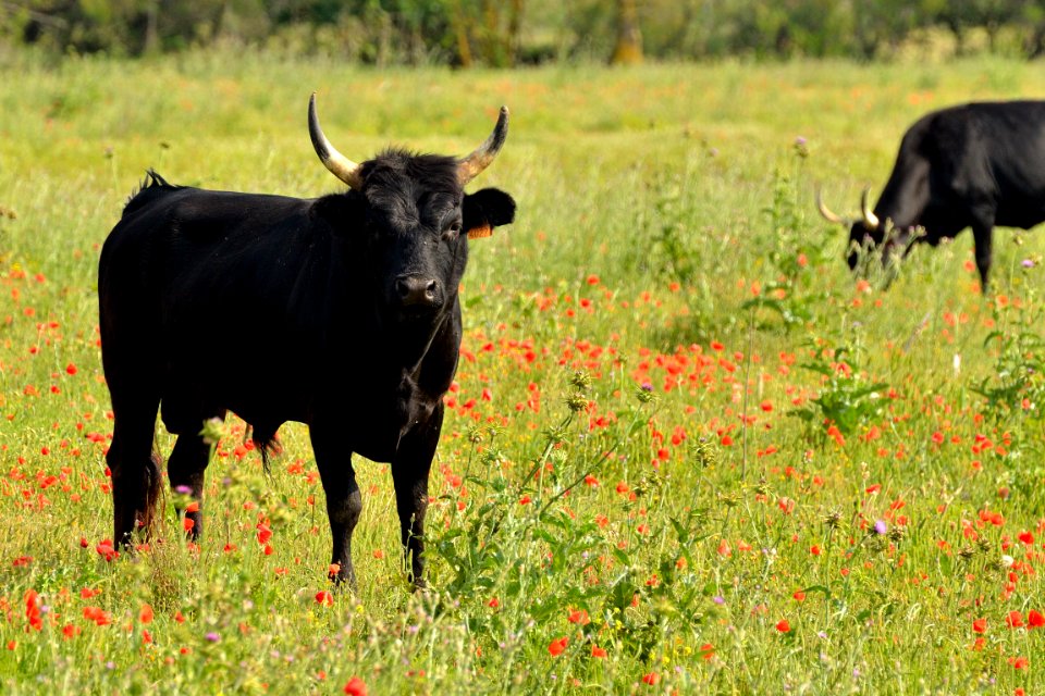 Coquelicots en Camargue