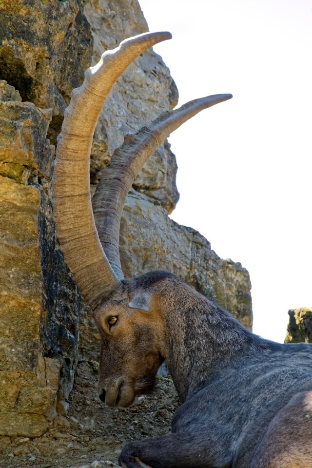 Animal nature herbivores