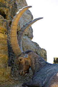 Animal nature herbivores