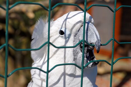 Cockatoo bird australia photo