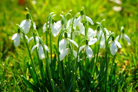 Spring flower plant close up