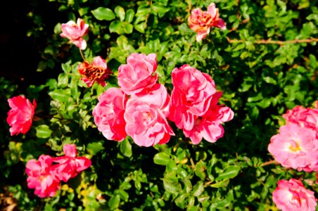 Roses in park photo