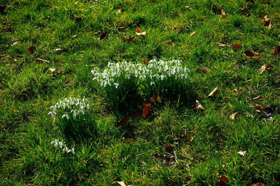 Meadow flowers spring flower