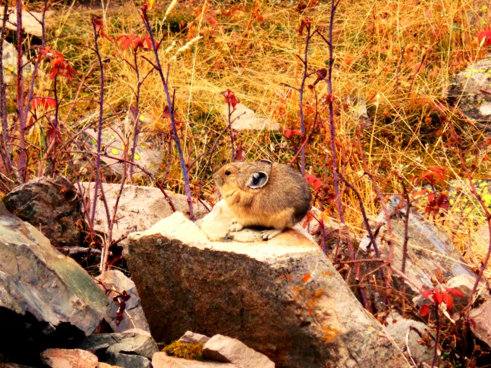 Pika on Crater Lake Trail