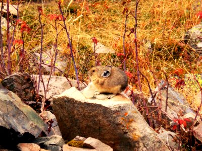 Pika on Crater Lake Trail