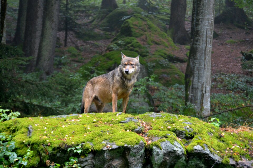 Bavarian national park alpha dog nature
