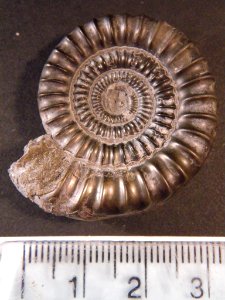 Pyritised Echioceras