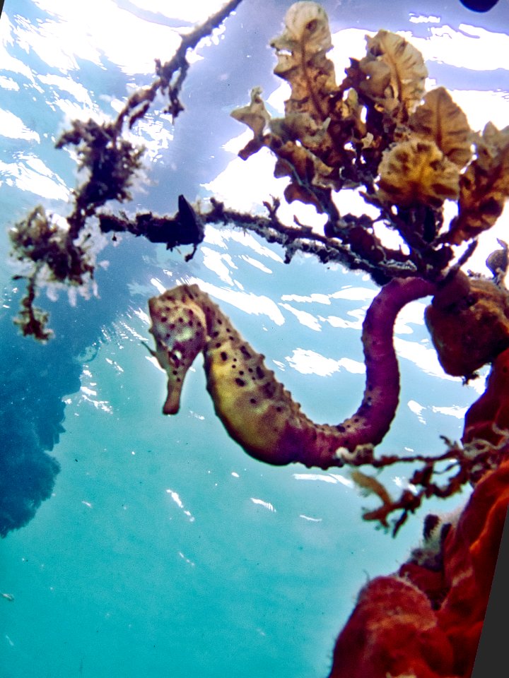 Sea Horse Rye Pier