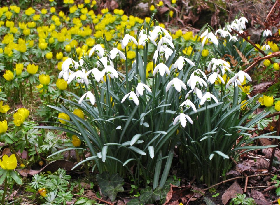 Garden early bloomer tender