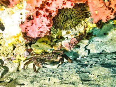 Crab in cave