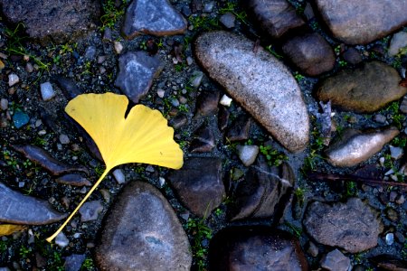 Ginkgo photo