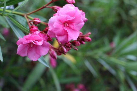 Pink flower bunch of flowers spring