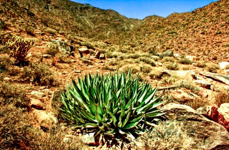 Anza Borrego 12